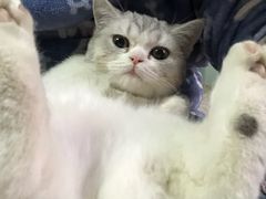 -芭比堂动物医院·犬猫全科·异宠专科(雁塔分院)