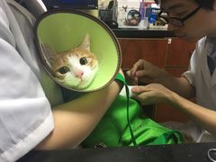 -安安宠医宠物医院·异宠·犬猫内科(岳阳分院)