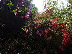 -西双版纳基诺山寨