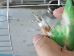 -北京观赏动物医院·24小时大型综合·猫专科·异宠专科