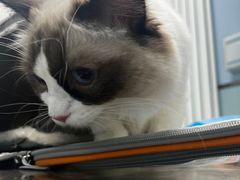 -纳吉亚猫专科动物诊疗中心(蒋宅口分院)