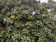 -三水森林公园孔圣园