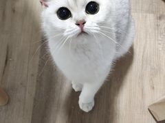 -李小姐の猫咖啡馆(五角场店)