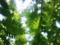 -黄海国家森林公园