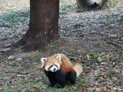 -合肥野生动物园