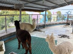 -芜湖新华联大白鲸海洋公园