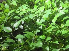 -巴奴毛肚火锅(广益哥伦布店)