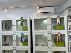 -青奢宠物·青奢猫舍