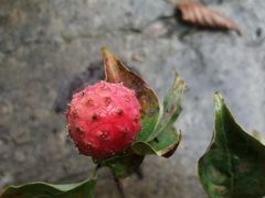 -牛背梁国家森林公园