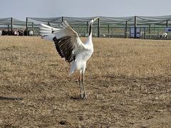 -盐城丹顶鹤湿地生态旅游区