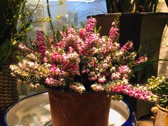 -双季花艺园艺市场(浦东店)
