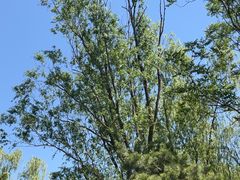 -朝阳公园游乐园