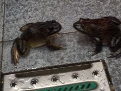 -粤凤佬