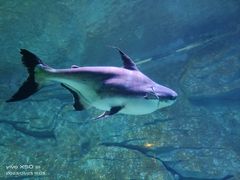 -泉城欧乐堡海洋极地世界