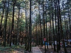 -重庆睡佛山森林公园