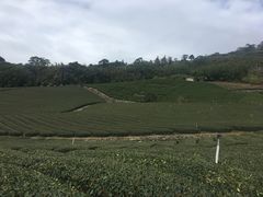 -优游吧斯邹族文化部落