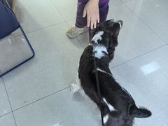 -瑞派福兴宠物医院犬猫全科·骨科·中西医结合(河东店)