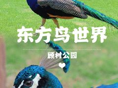 -顾村公园