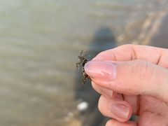 -台山黑沙湾海浴场