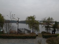 -大塘金香草谷
