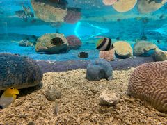 -北戴河圣蓝海洋公园