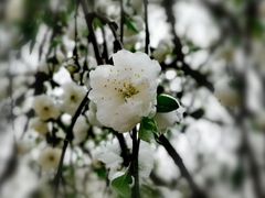 -秀丽东方