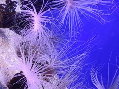 -上海海洋水族馆