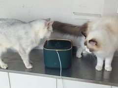 -怪兽屋·羊驼·猫咖·狗咖(俊华广场店)