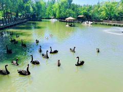 -溱湖国家湿地公园