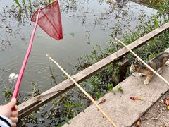 -同銮特种养殖场·龙虾垂钓