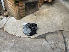 -宫城藏王狐狸村