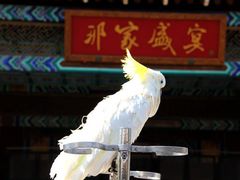 -那家小馆•北京菜•烤鸭(香山店)