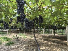 -小马牛肉面·牛骨熬制(南京博物院店)