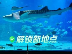 -烟台海昌鲸鲨海洋公园