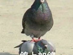 -美拉维苏披萨(华科店)