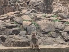 -合肥野生动物园