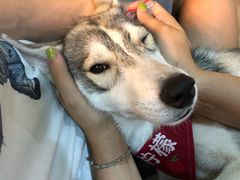 -Husky Go! 哈士奇体验馆·宠物咖啡厅狗咖