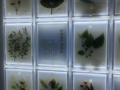 -广东中医药博物馆