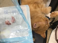 -伟伟宠物医院·CT影像中心·瑞派犬猫综合性门诊(汉口总院)