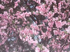 -南汇桃花村