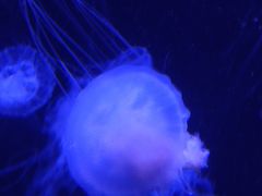 -青岛海底世界-水族馆