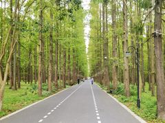 -东平国家森林公园
