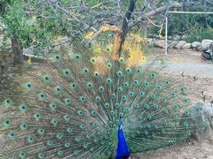 -丽泽山庄·生态怀柔菜·虹鳟鱼(红螺寺店)