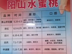 -老袁家蜜桃农场·阳山水蜜桃