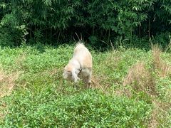 -田园东方蜜桃村的田野营地