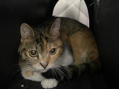 -创凡宠物医院·骨专科  猫科中心(西乡分院)