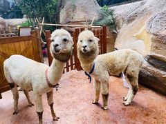 -杭州开元森泊度假乐园