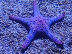 -哈尔滨波塞冬海底世界