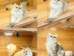 -猫十亿·布偶金渐层·曼基康矮脚猫舍(青年路店)