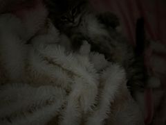 -瑞鹏宠物医院·骨科·猫科·内科(第一中心)